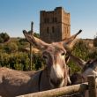 17_sangiusto-donkeys.jpg